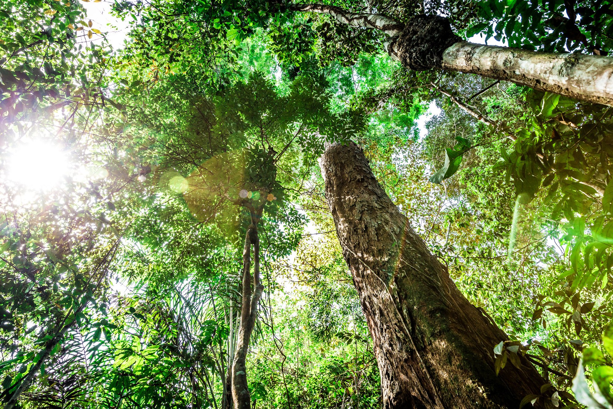 The Amazon rainforest, Brazil